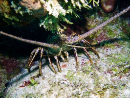 Spiny Lobster IMG 9348